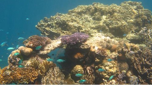 Great Barrier Reef, snorkling