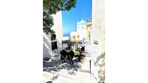Santorini Donkeys