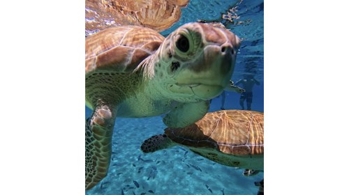 Swimming with Turtles at Playa Grandi in Curacao