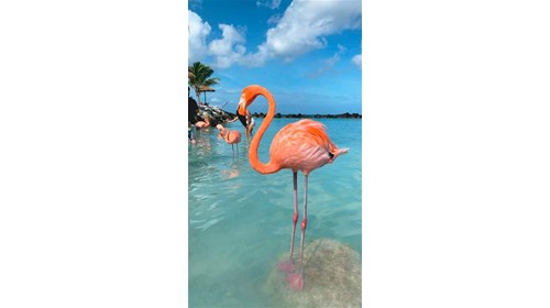 Aruba