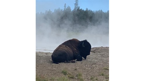 Buffalo Sauna (AKA Mud Volcano in Yellowstone)
