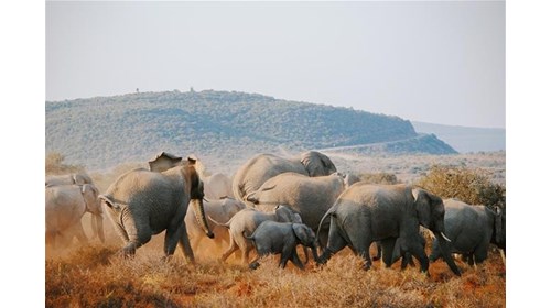 My favorite game reserve in South Africa