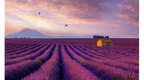 Hot air ballon over lavender fields