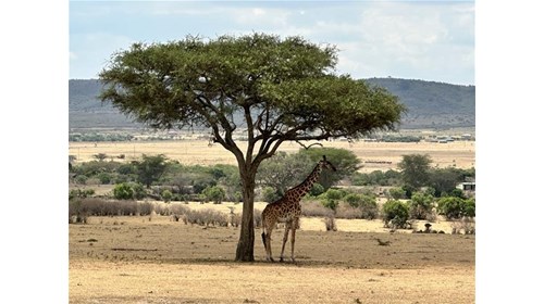 Masai Mara - Kenya 
