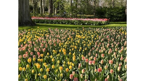 Tulip Fields at Keukenhof Gardens, Amsterdam, NL