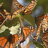 Monarch Butterfly Migration in Michoacán