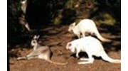 Notice the rare white kangaroos