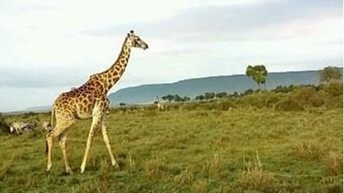 Kenya Safari 