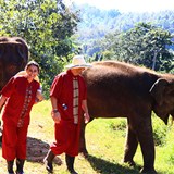 Hanging with the elephants in Thailand