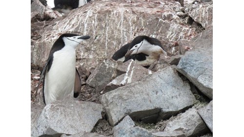 Antarctica Visit 2019 - Chinstrap Penguins