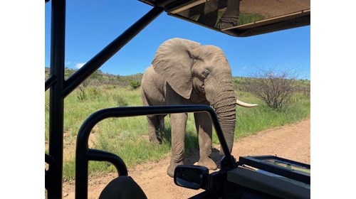 South Africa Safari  01/2024
