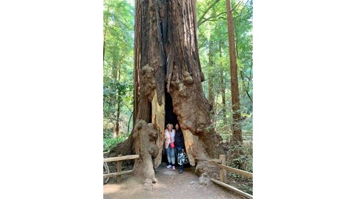 Muir Woods, CA - Redwood trees 2021!