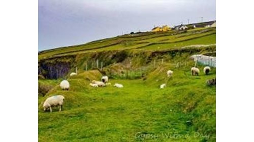 Irish Country side-sheep and cows galore! 