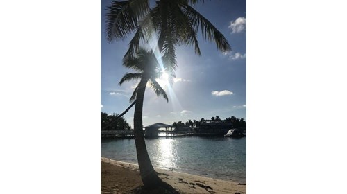 Palm trees, sun shining on the water, Bahamas