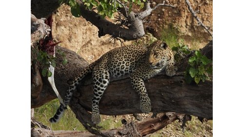 Captivated by Africa's Big Cats.