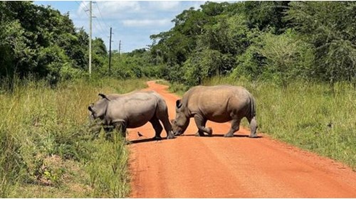 Wild White Rhinos on a Nature Preserve in Uganda.