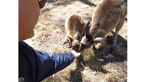 In Australia feeding a kangaroo and her joey!
