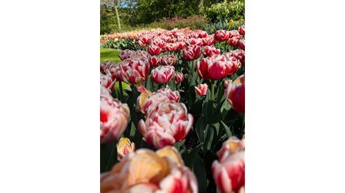 The beauty of Keukenhof