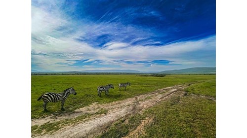 Maasai Mara National Reserve, Kenya