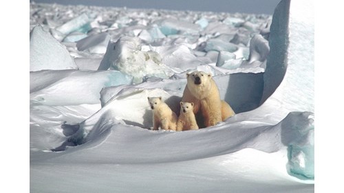 A mama polar bear and her cubs