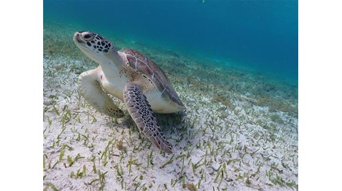 Swimming with sea turtles in Cozumel, Mexico 