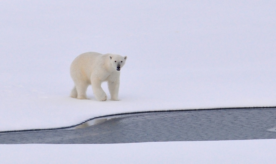Polar Bear in the Wild