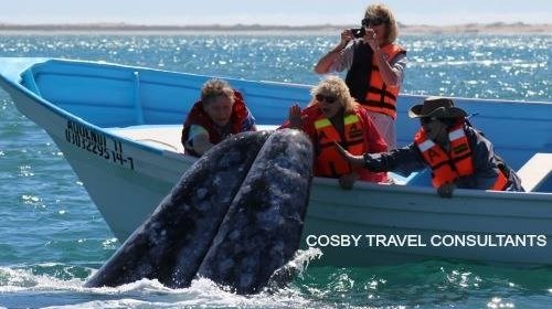 Gray Whale Interaction in Magdalena Bay, Mexico