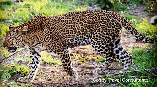Female Leopard Hunting in Sabi Sands Game Reserve