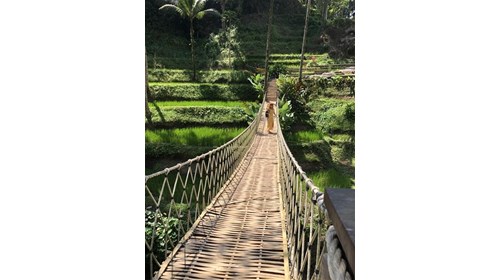 Rice Fields in Bali