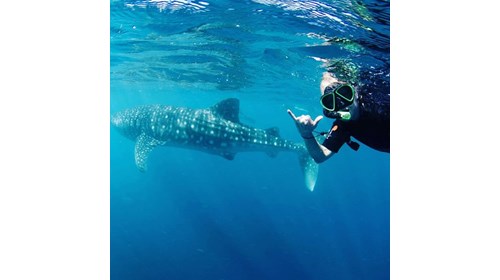 Swimming with Whalesharks - Exmouth, Australia