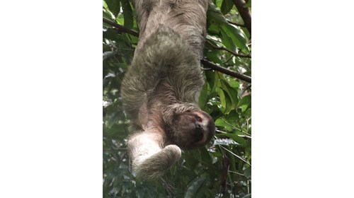 Sloth in Manuel Antonio Park
