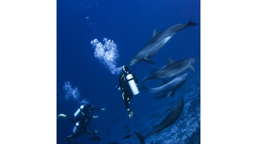 Friendly dolphins visit divers in Rangiroa.