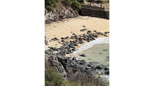 Ho`okipa beach on Maui