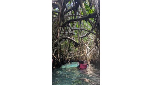 Mexico Cenotes 2025