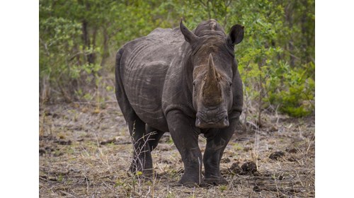The mighty but delicate & endangered rhinoceros.  