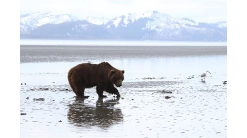 Yes, that Grizzly is that close! Welcome to Alaska