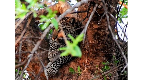 Shiduli Private Game Lodge Safari