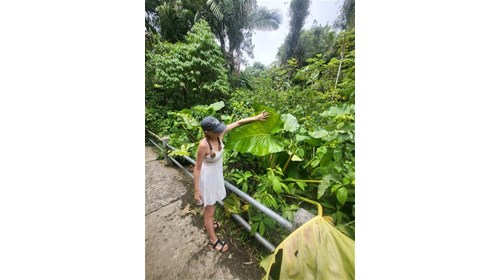 Me admiring Elephant Ears in Puerto Rico