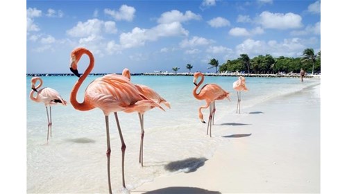 Aruba - Meet the Flamingos