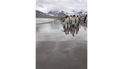 Penguins of South Georgia Island