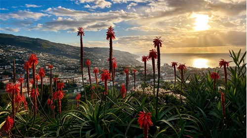 Wishing you were here, Funchal, Madeira