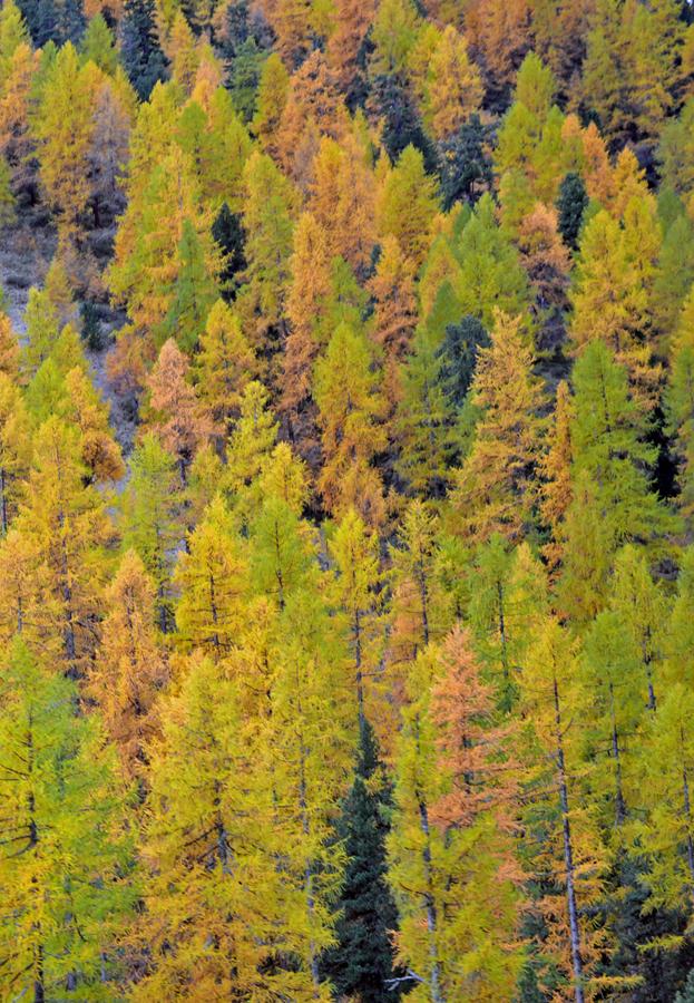 Fall Colors on the Glacier Express