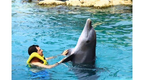 Swimming with the dolphins in Cozumel, Mexico.