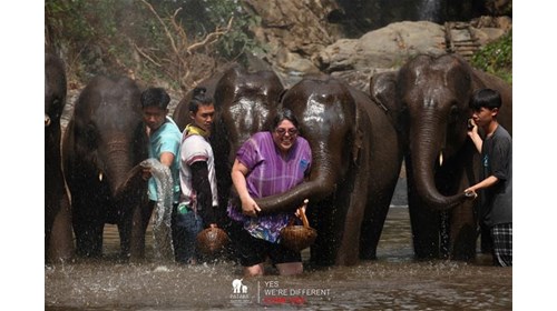 My Elephant, Waree in Thailand
