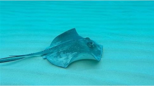 stingray city