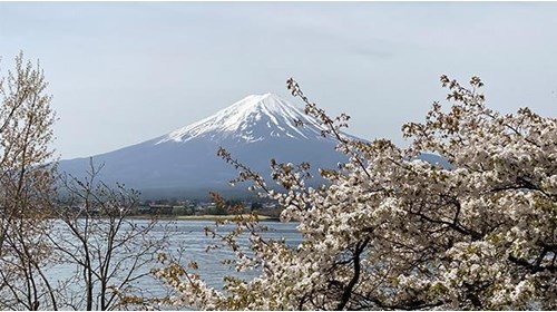 Mt. Fuji in Japan with cherry blossoms