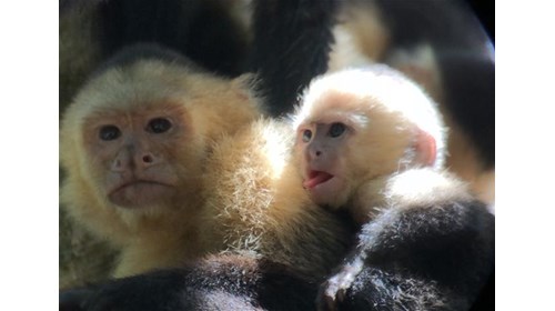 Capuchin Monkeys in Costa Rica