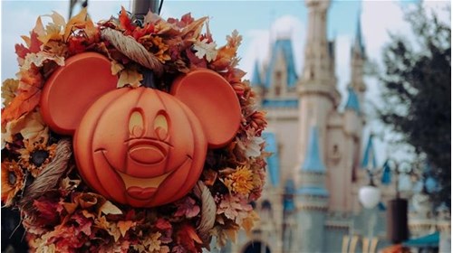 Disney, Universal & Cruise Travel Expert