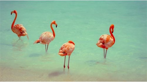 Aruba Destination Specialist 