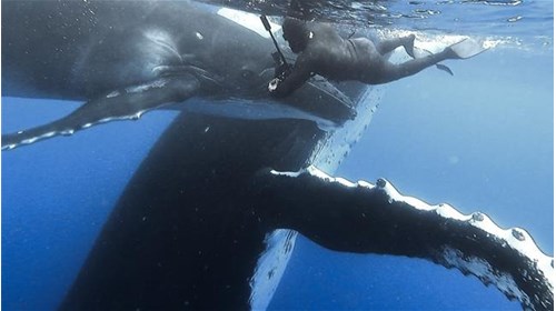 Bucket-List Moments in French Polynesia